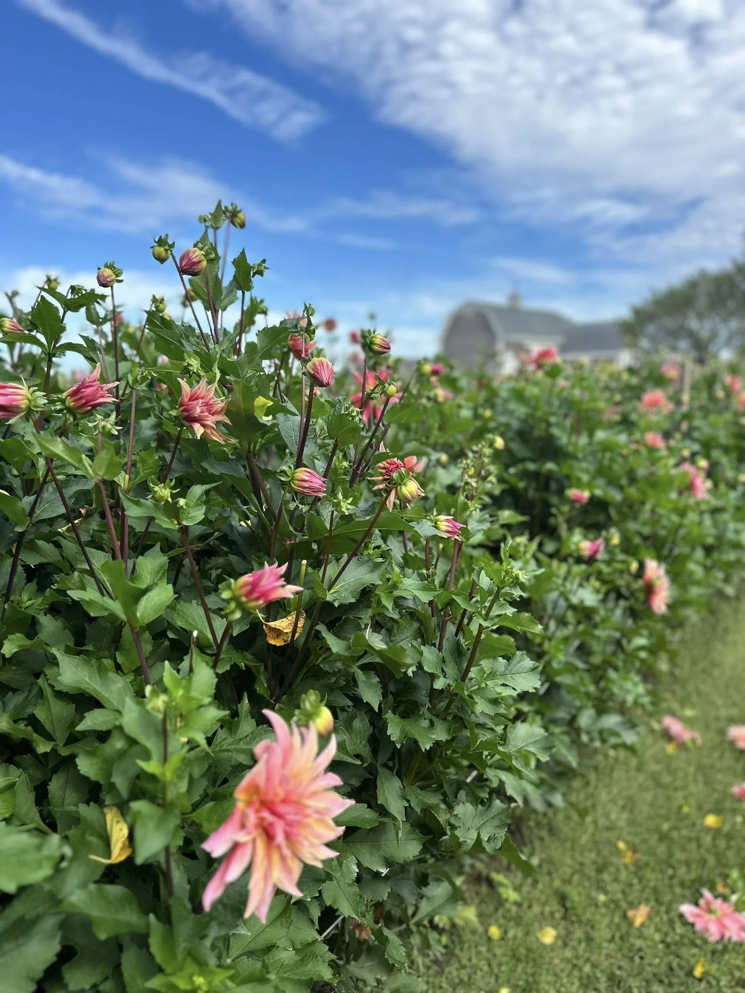 Dahlia Labyrinth (L)1 Tuber — Dahlia Shed